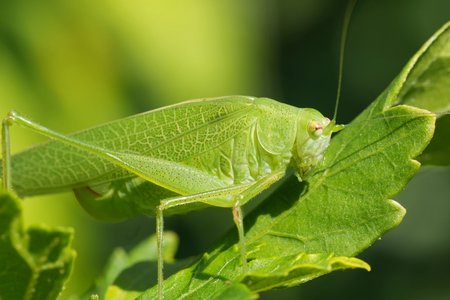 Biodiversité insecte/plante