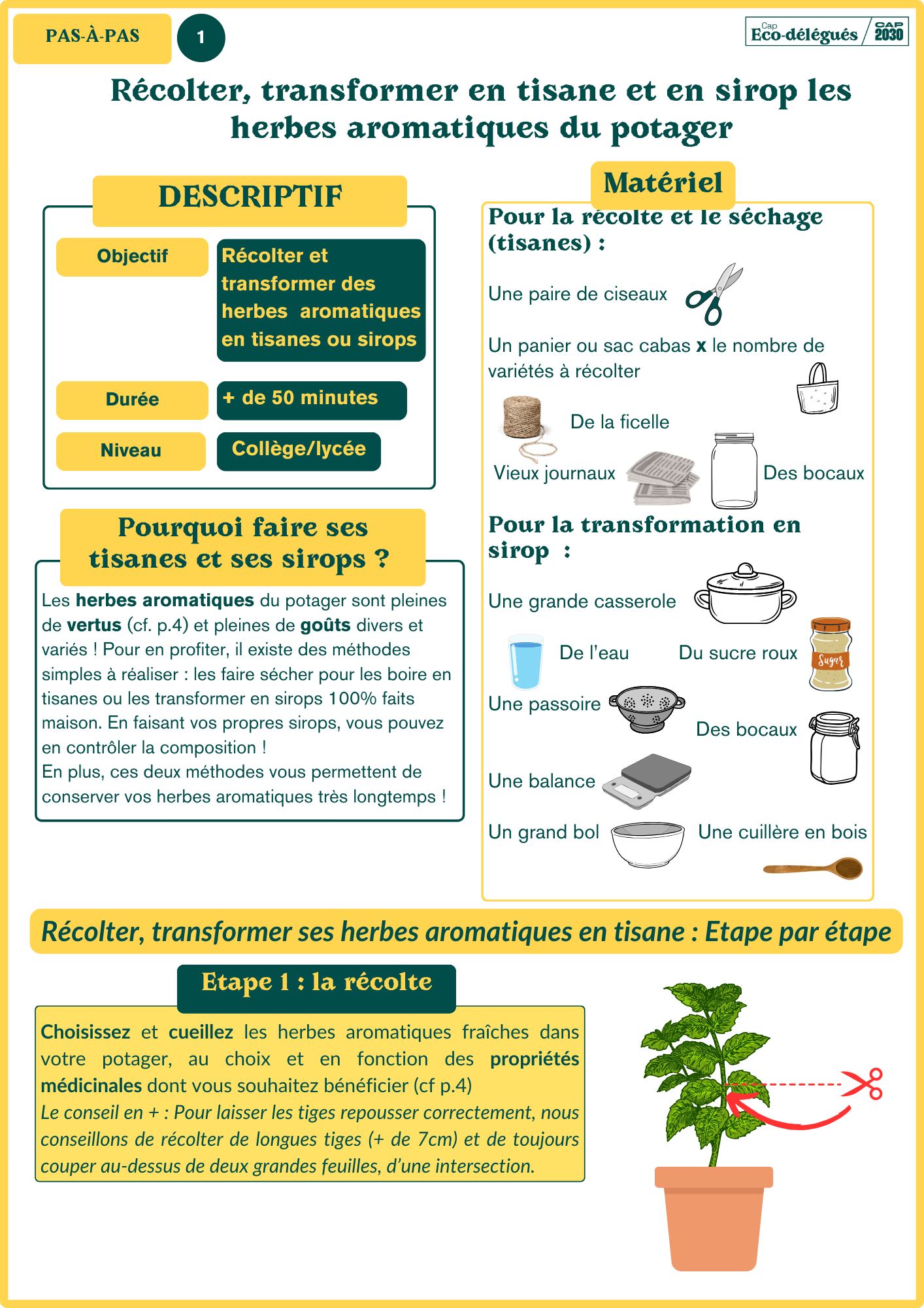 Récolter, Transformer en Tisane et en Sirop les Herbes Aromatiques du Potager